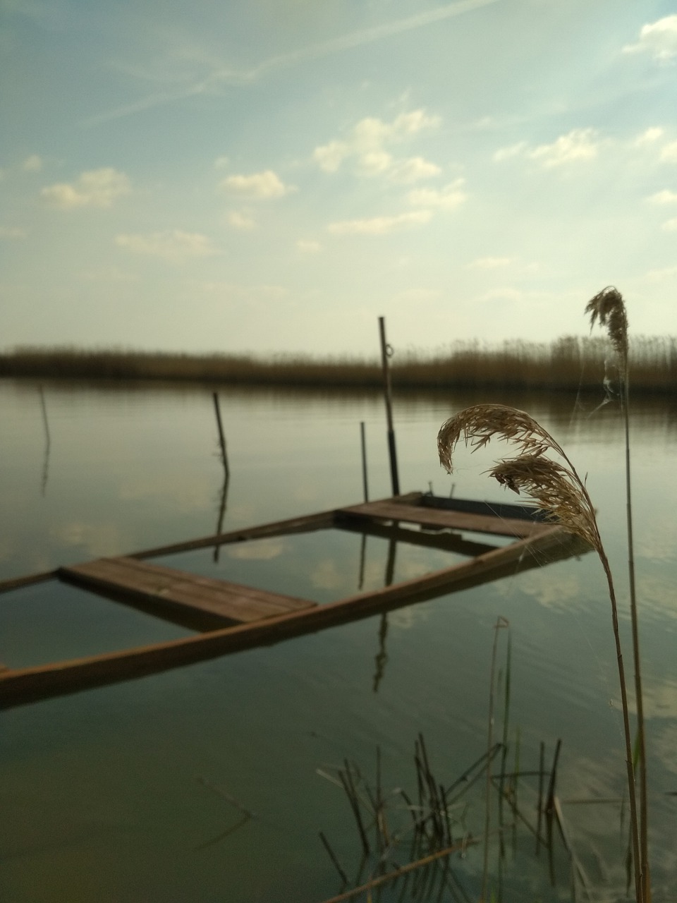 lake  water  reed free photo