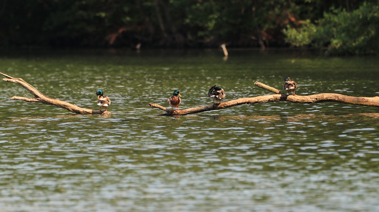 lake  ducks  care free photo