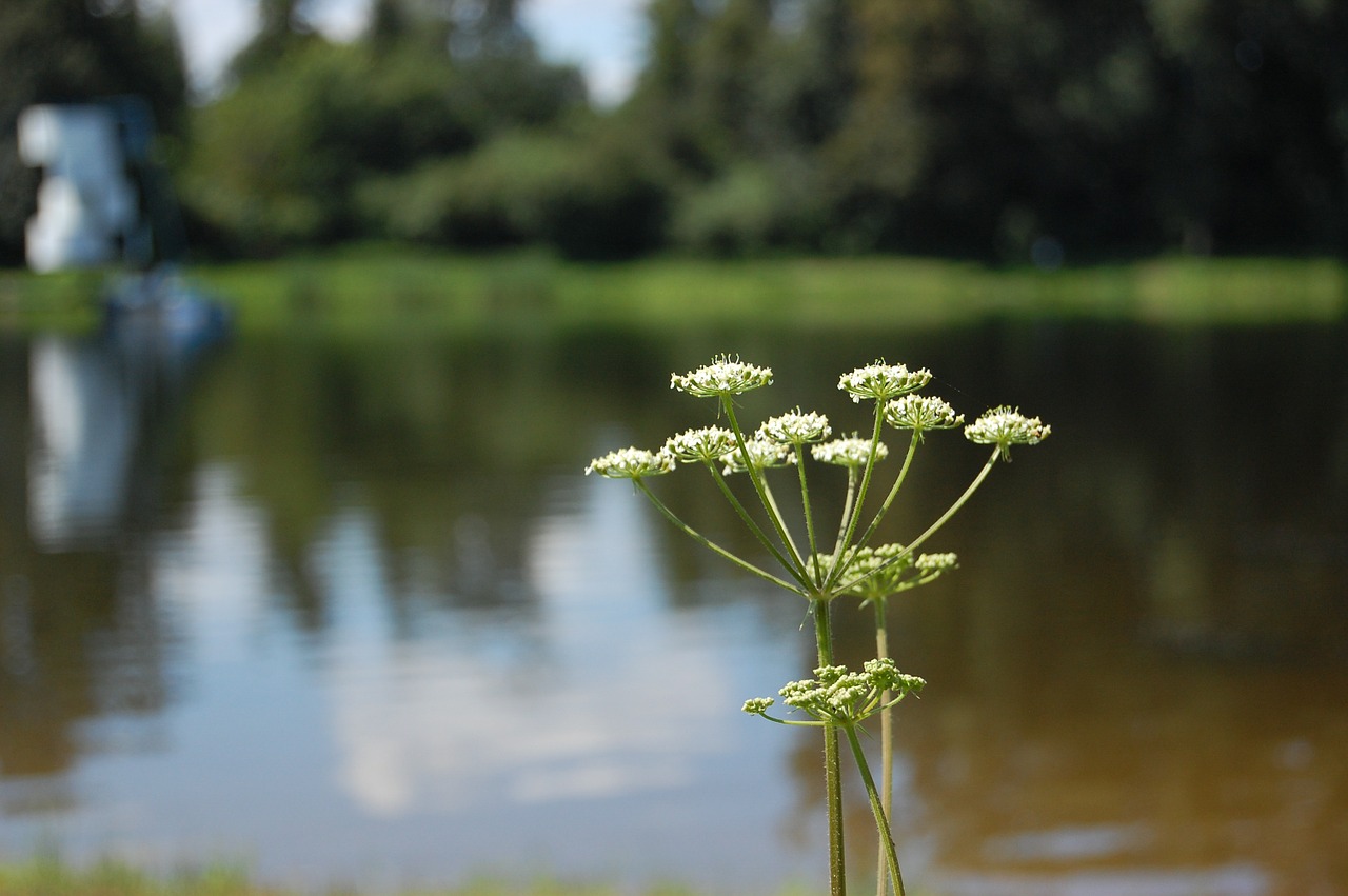 lake flowers plants free photo