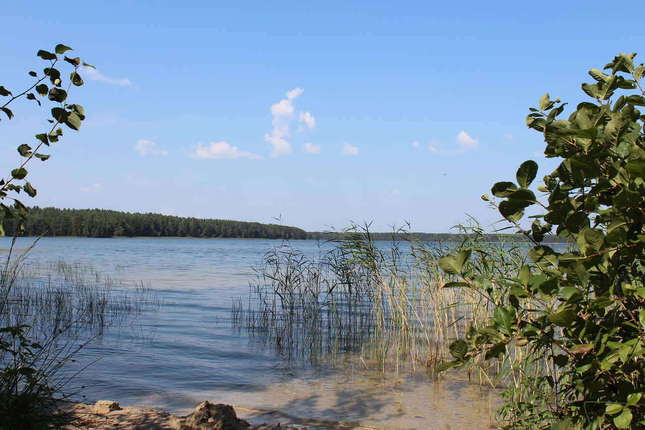 lake  belarus  nature free photo