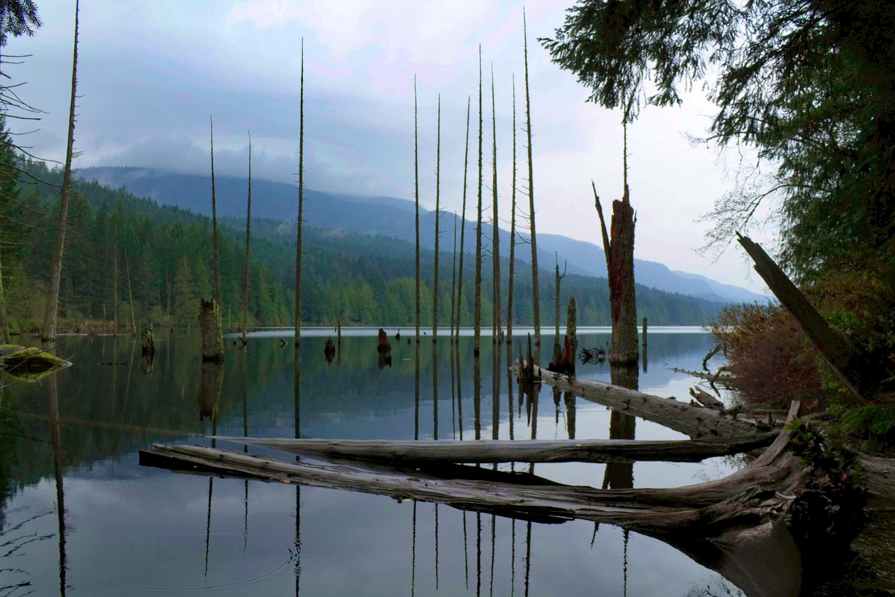 lake  trees  nature free photo