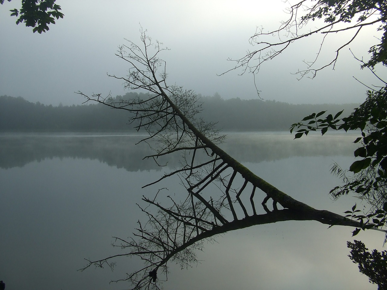 lake fog tree free photo