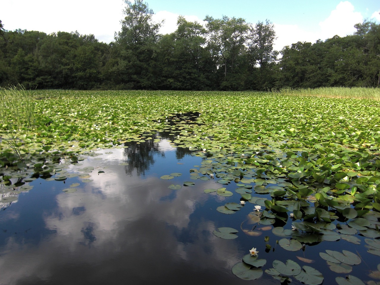 lake water lilies cloud reflection free photo