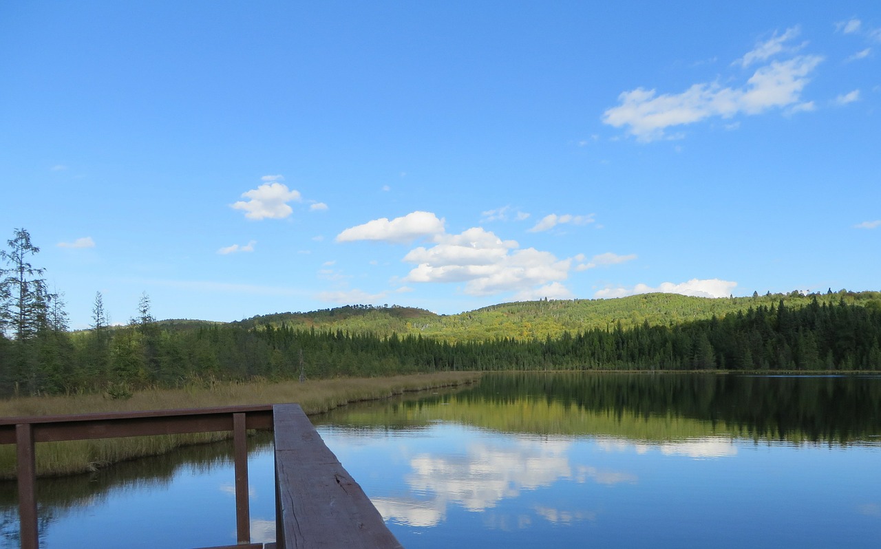 lake reflections tree free photo