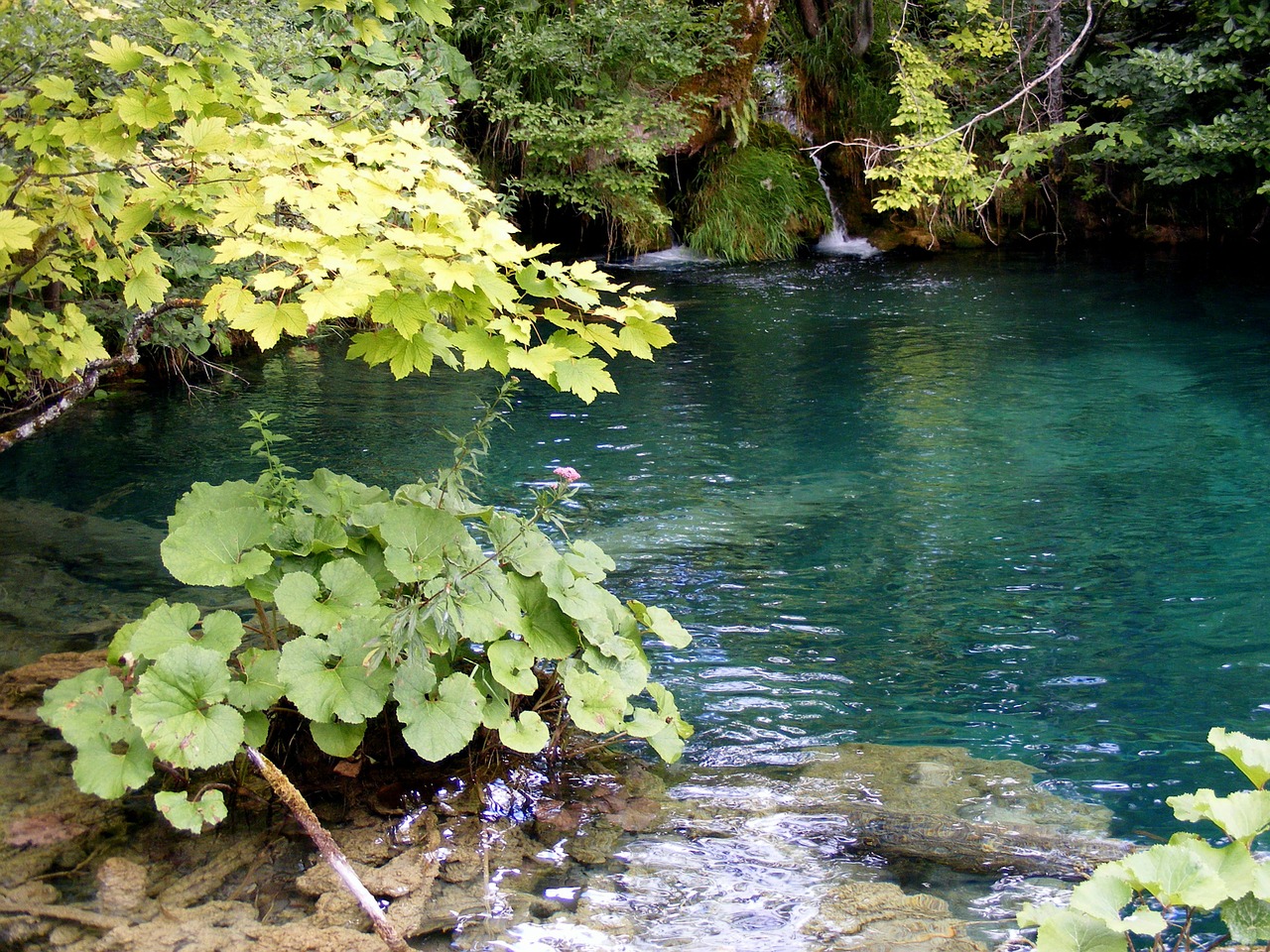 lake blue plants free photo