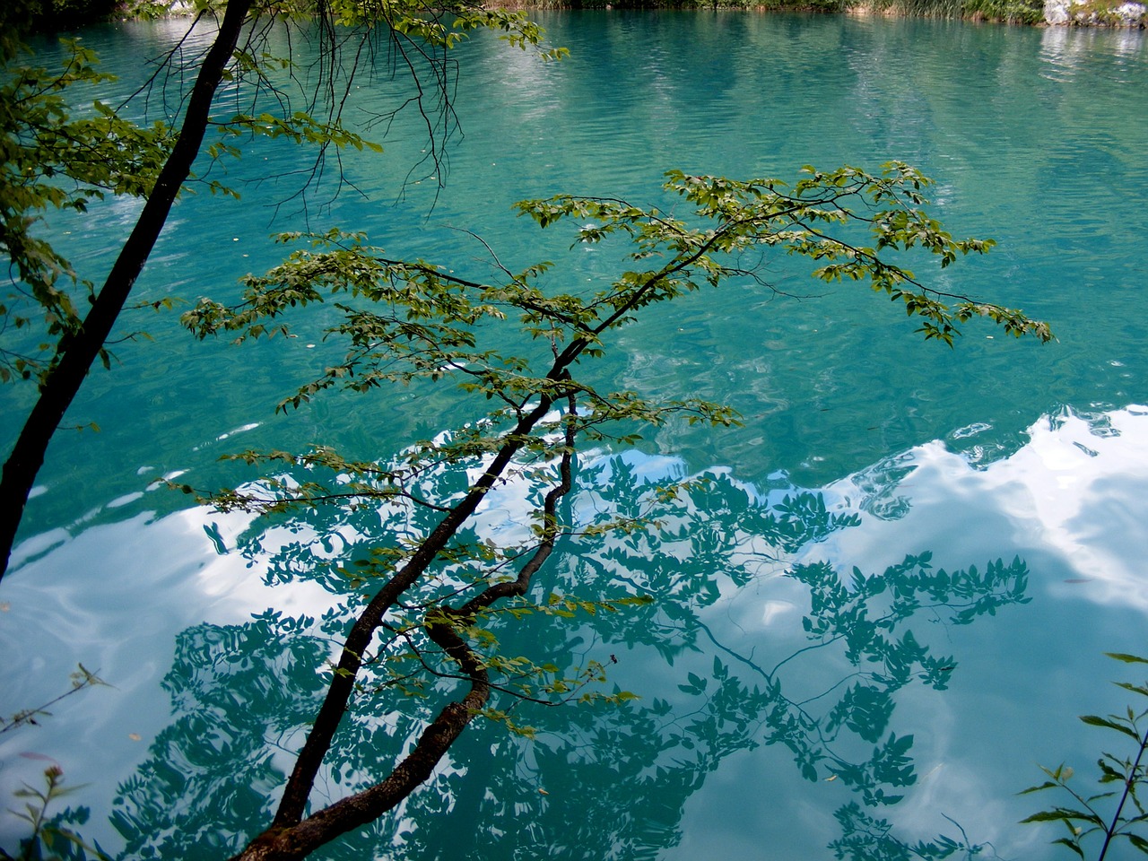 lake blue tree free photo