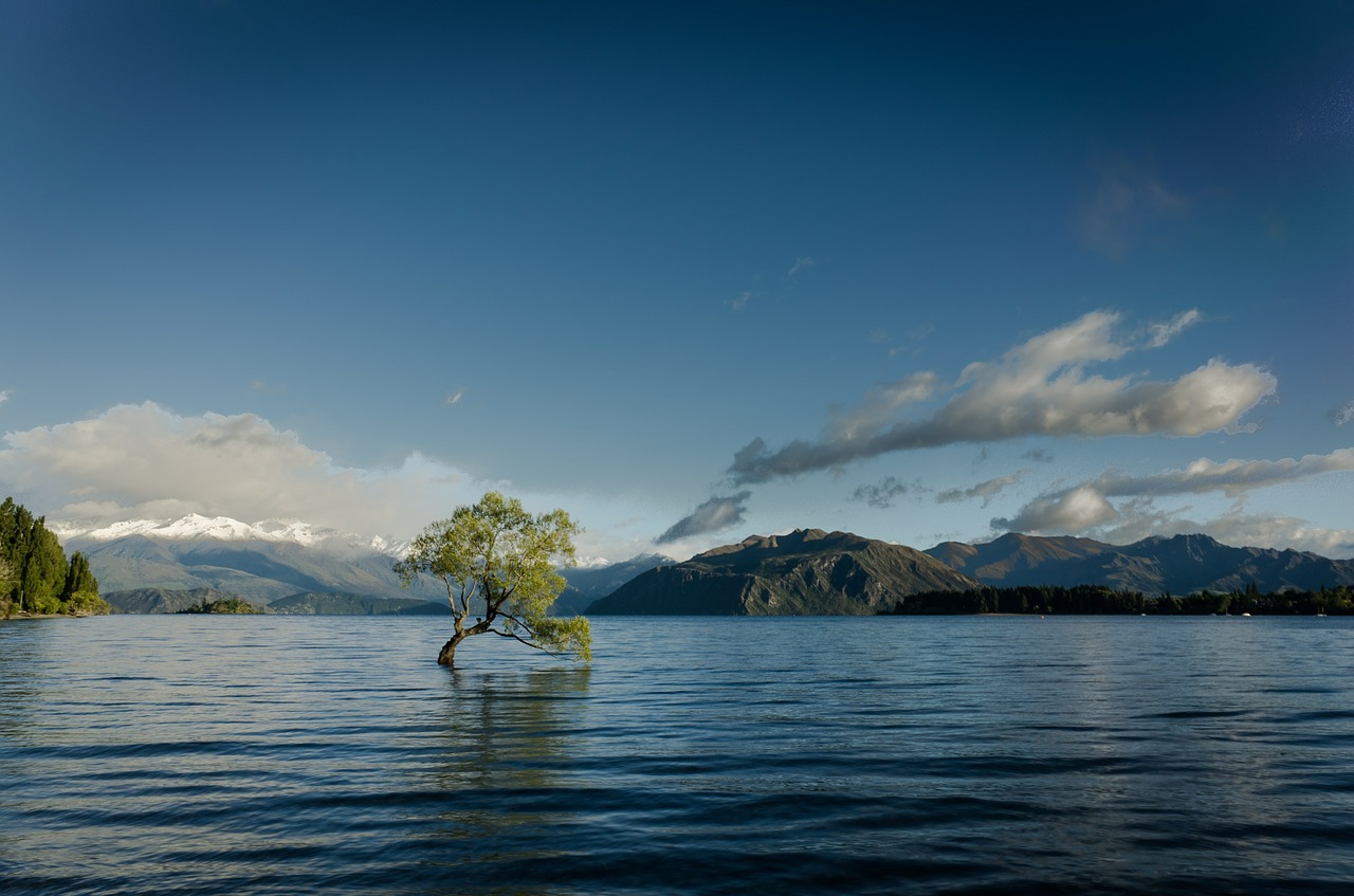 lake tree flooded free photo