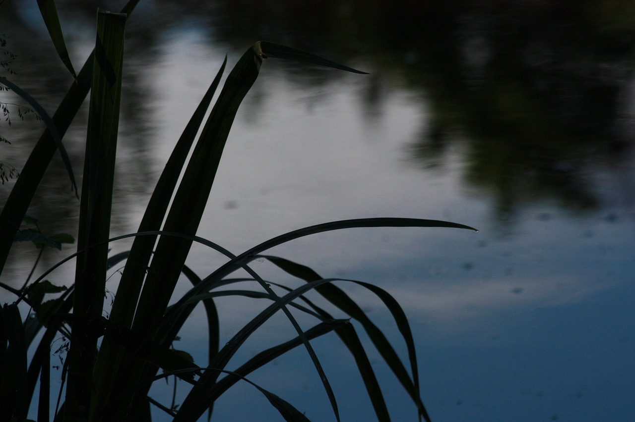 lake grass water free photo