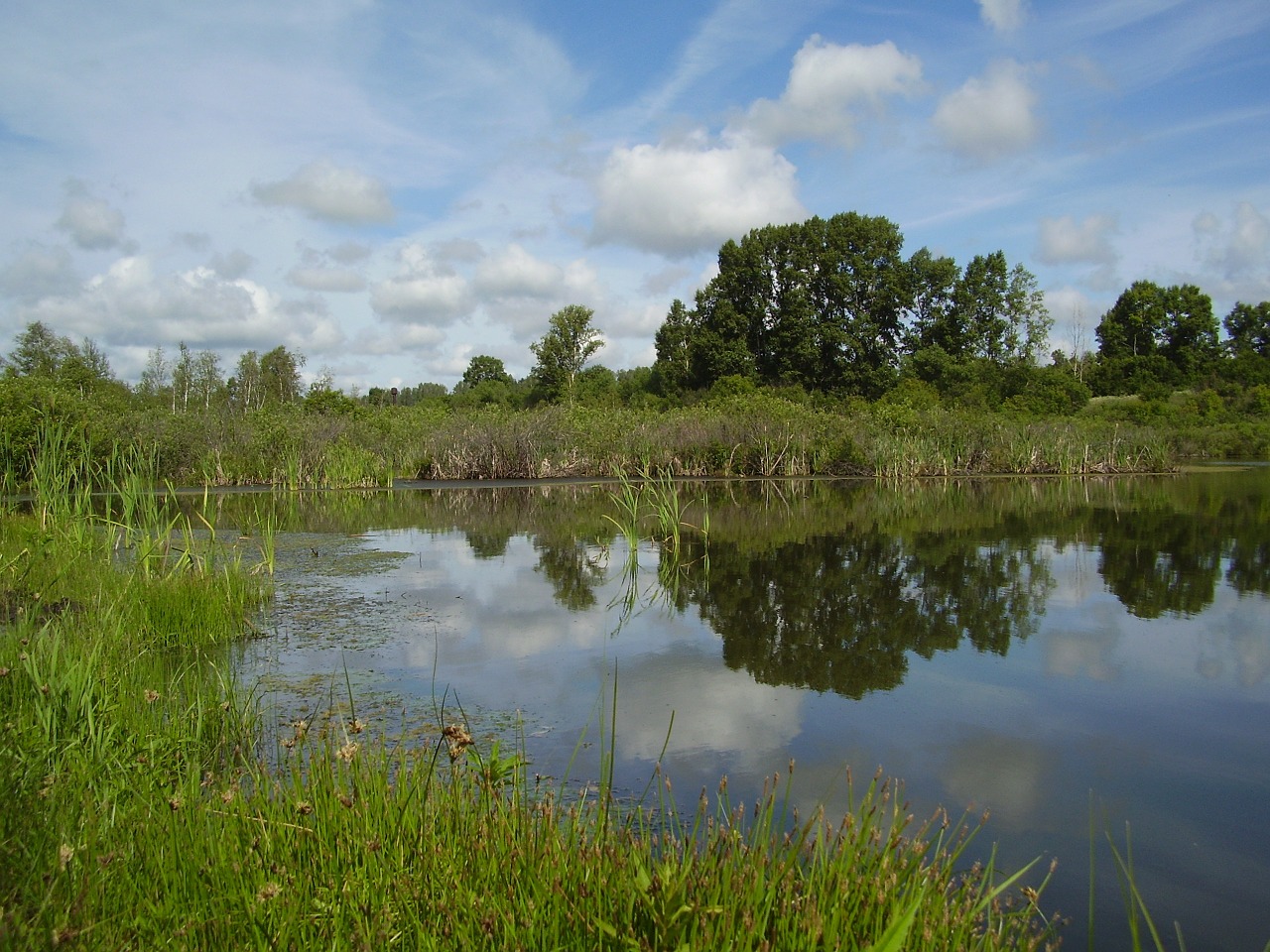 lake reeds swamp free photo