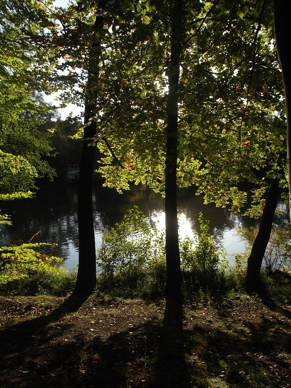 lake nature forest free photo