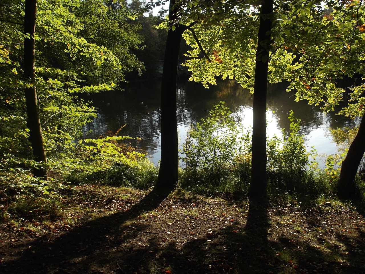 lake pond nature free photo