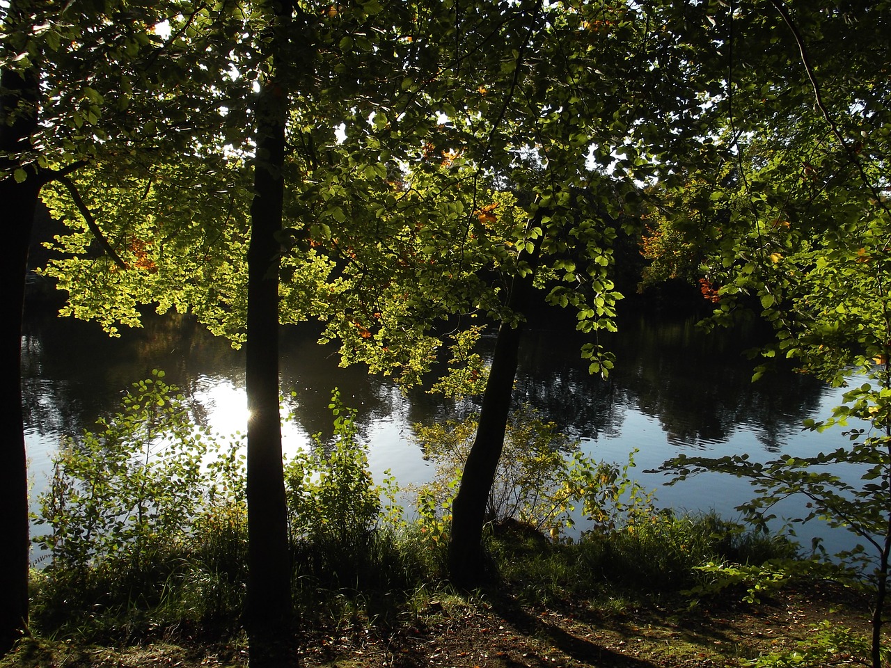 lake pond nature free photo