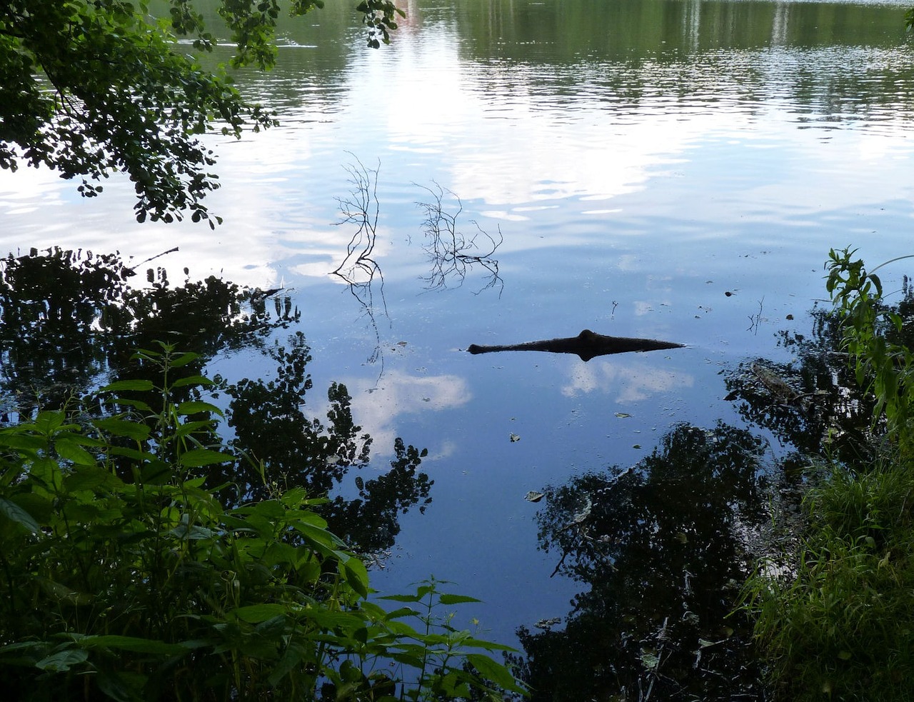lake crocodile optical free photo