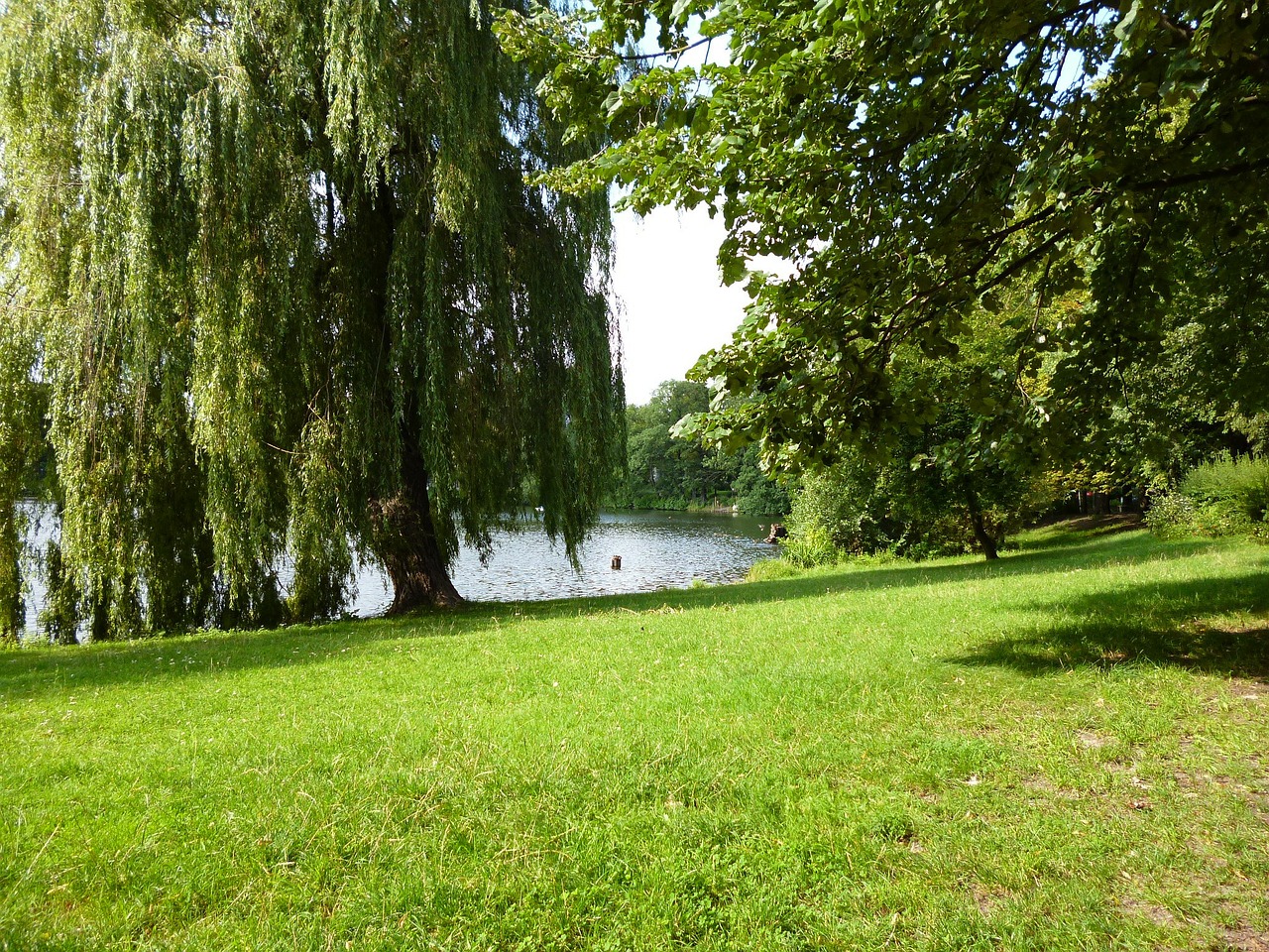 lake trees grass free photo