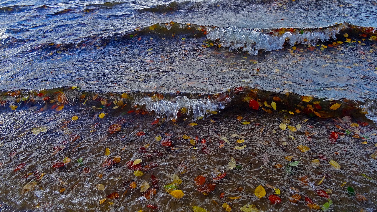 lake wave leaves free photo