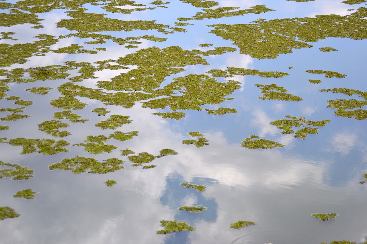 lake reflection leaves free photo