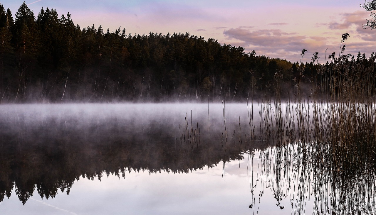 lake mist reed free photo