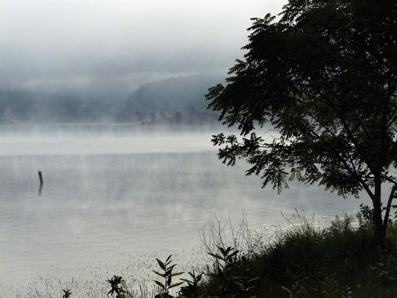 lake tree nature free photo