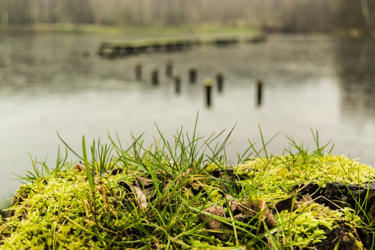 lake water moss free photo