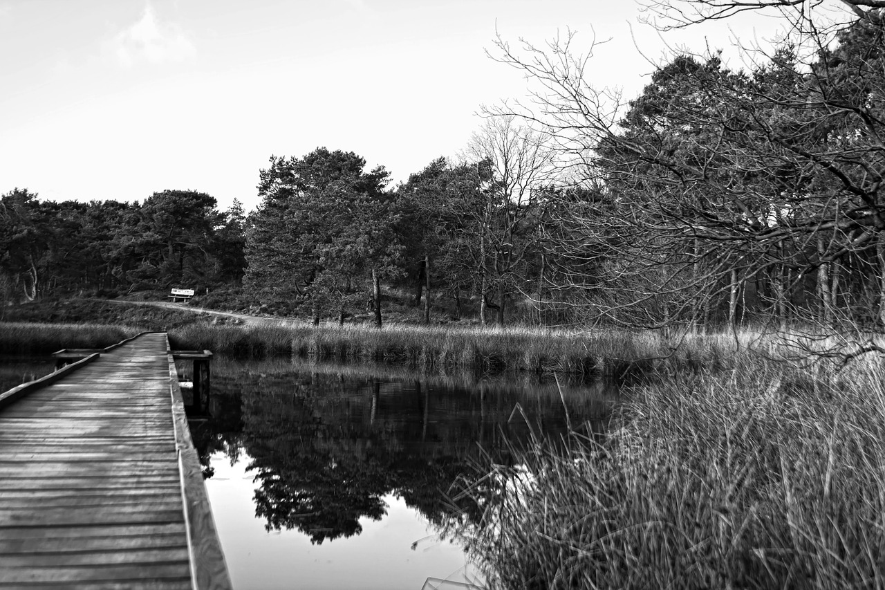 lake web black and white free photo