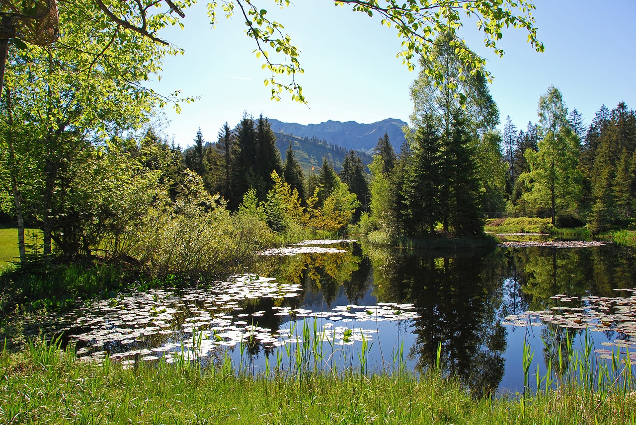 lake pond nature free photo