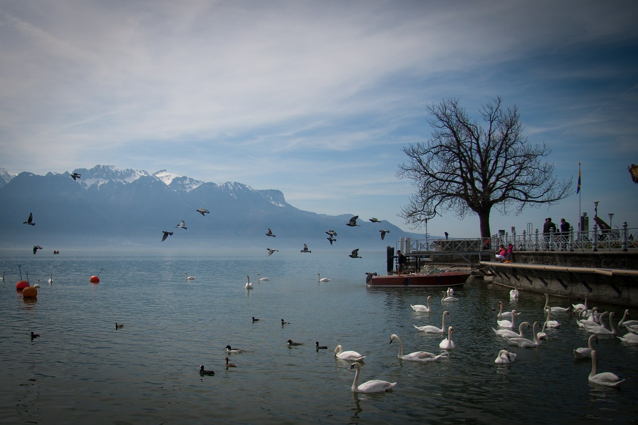 lake swan switzerland free photo