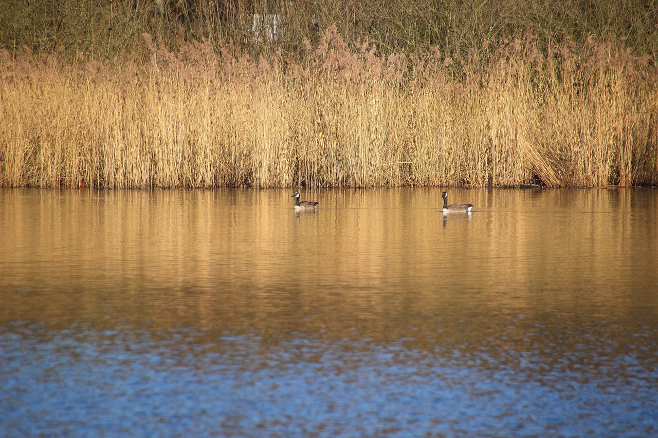 lake reed birds free photo