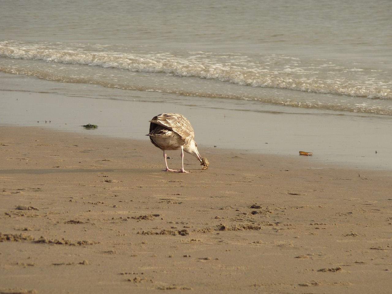 lake gull water free photo