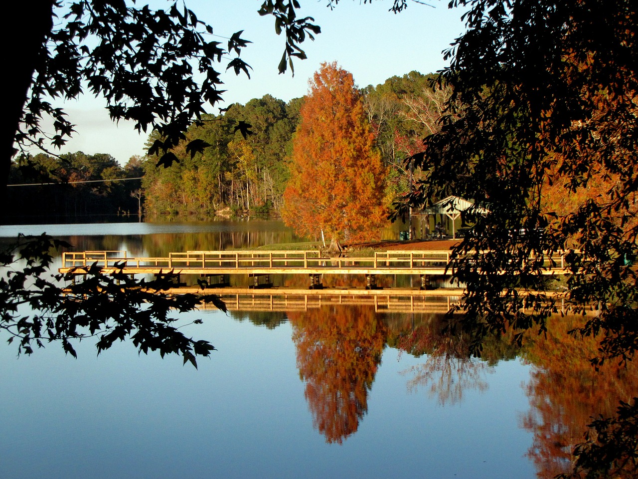 lake water tree free photo