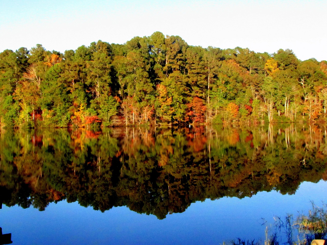 lake water tree free photo