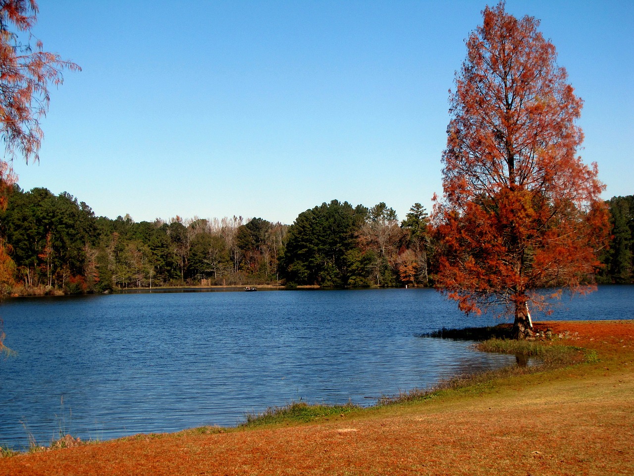 lake water trees free photo