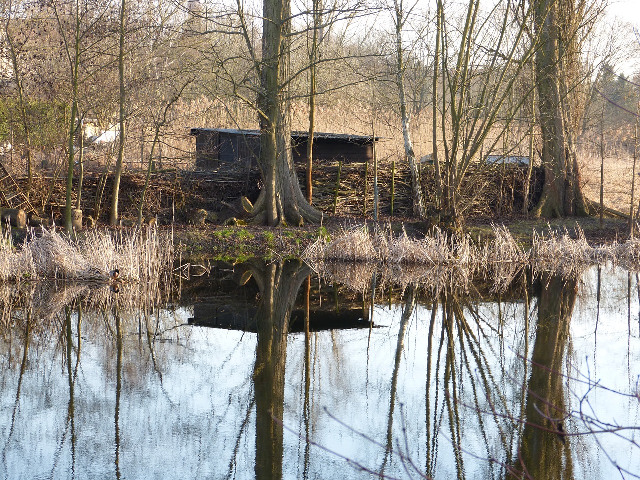 lake water pond free photo