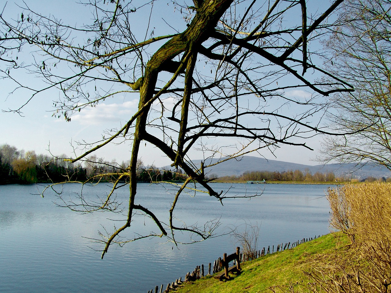 lake bough nature free photo