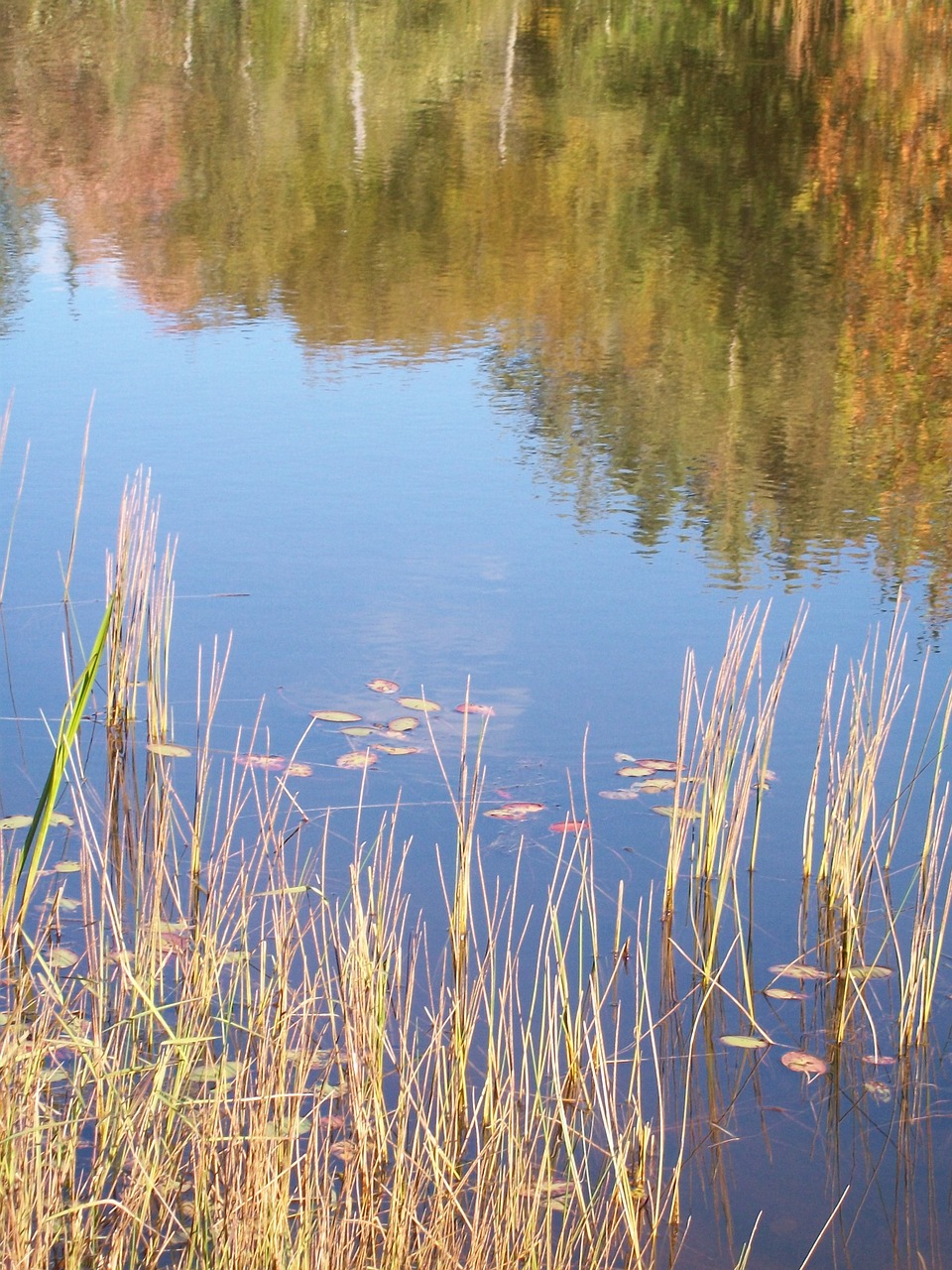 lake reflection autumn free photo