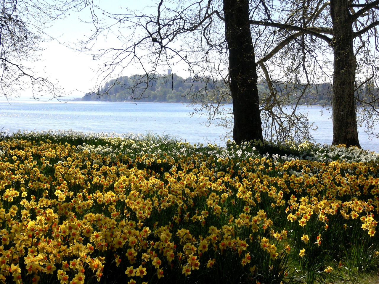 lake easter easter meadow free photo