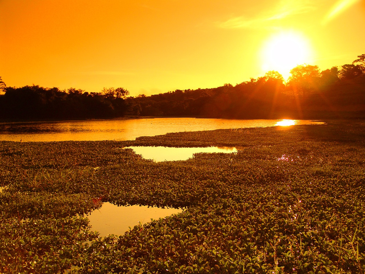 lake aquatic plants sunset free photo