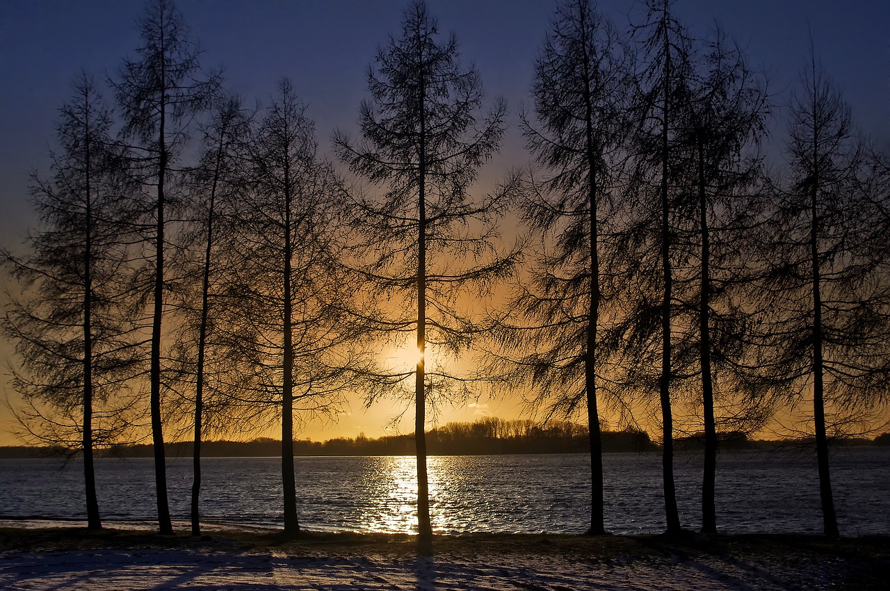 lake tree nature free photo