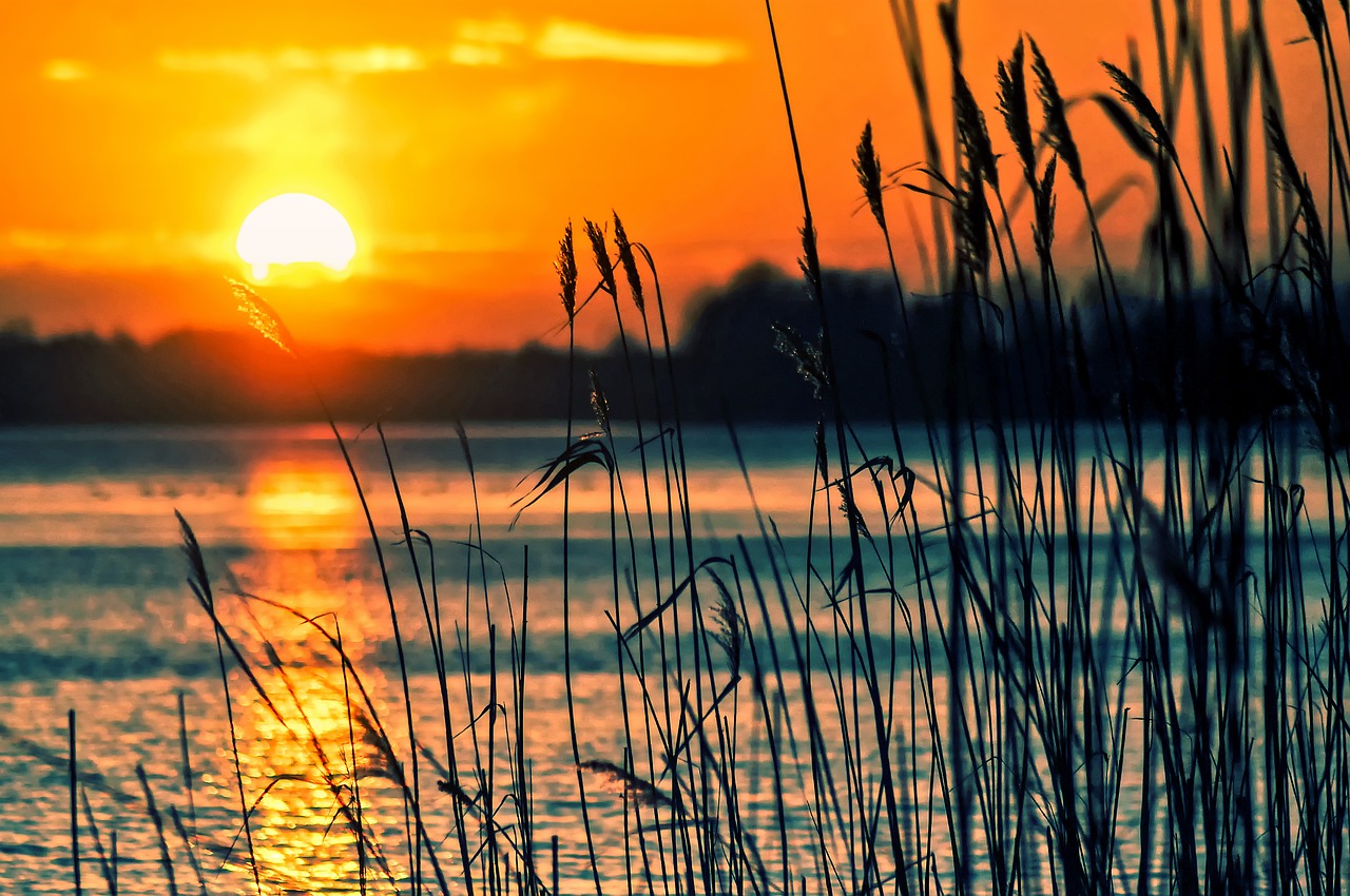 lake reeds sunset free photo