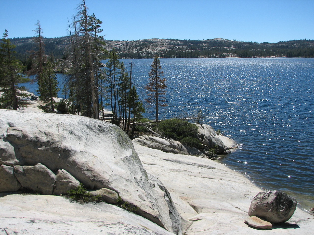 lake mountain pine tree free photo