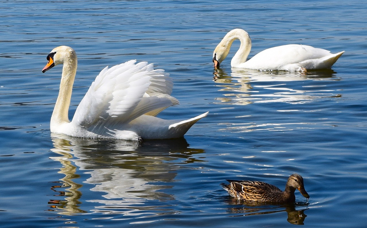 lake swan swans free photo