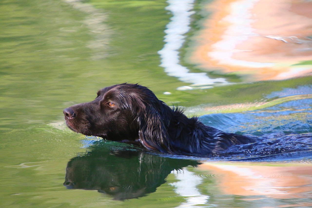 lake water dog free photo