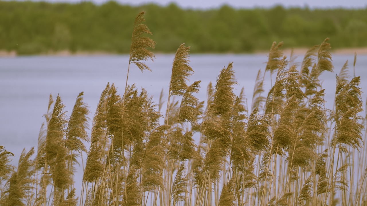 lake nature mood free photo