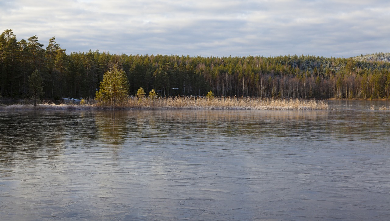 lake water forest free photo