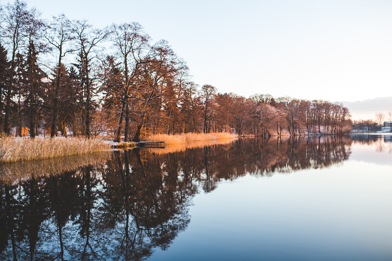 lake trees woods free photo