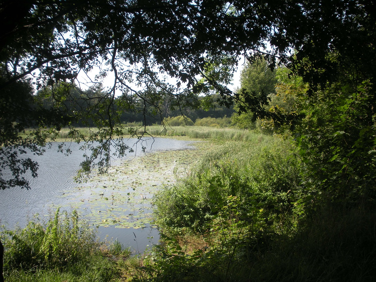 lake pond scenery free photo