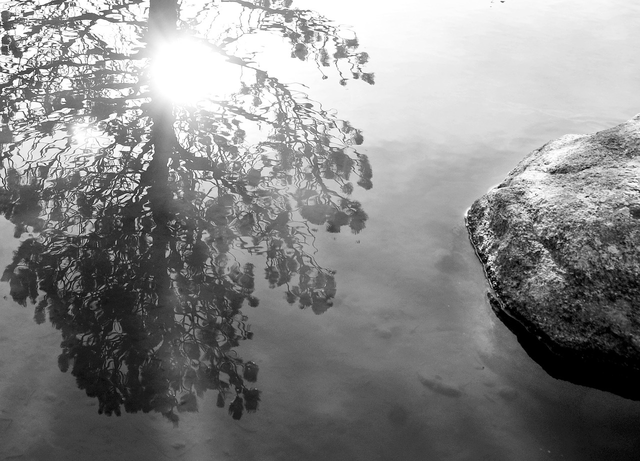 lake reflection tree free photo