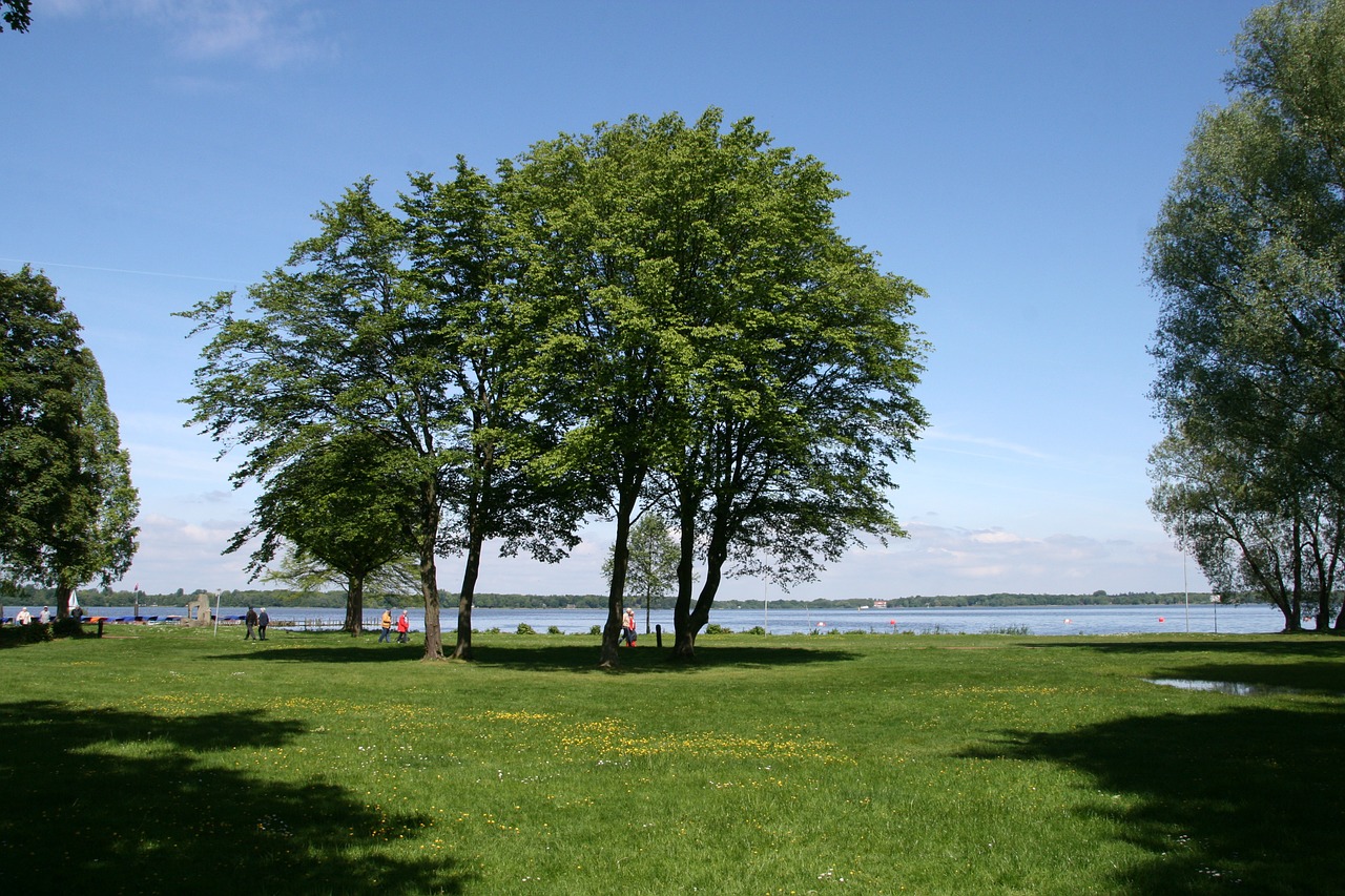 lake tree water free photo