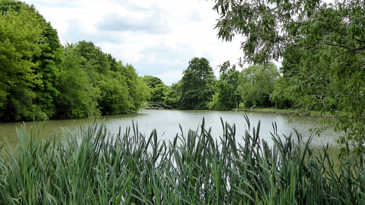 lake green reed free photo