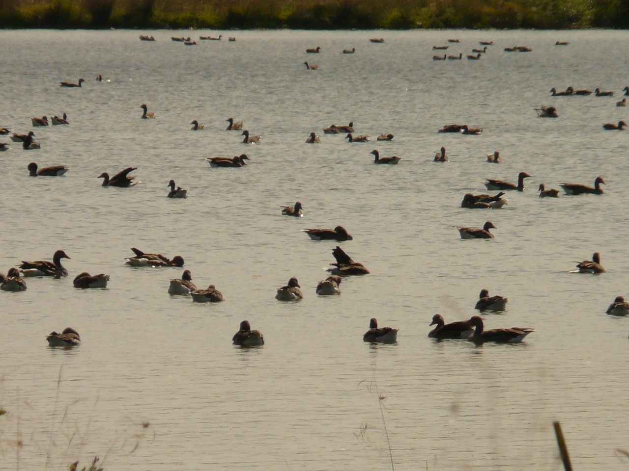 lake landscape geese free photo