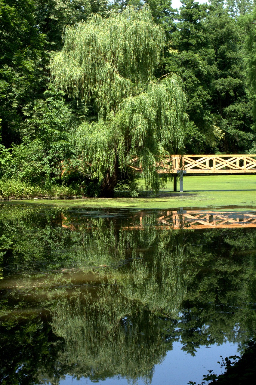 lake willow mirror image free photo